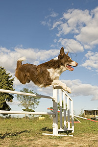 跳跃边框 collie竞赛运动白色动物犬类牧羊犬天空蓝色棕色宠物背景图片