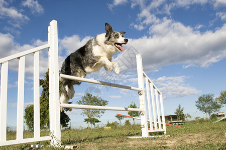 跳跃边框 collie犬类牧羊犬训练蓝色动物灰色宠物竞赛天空白色背景图片