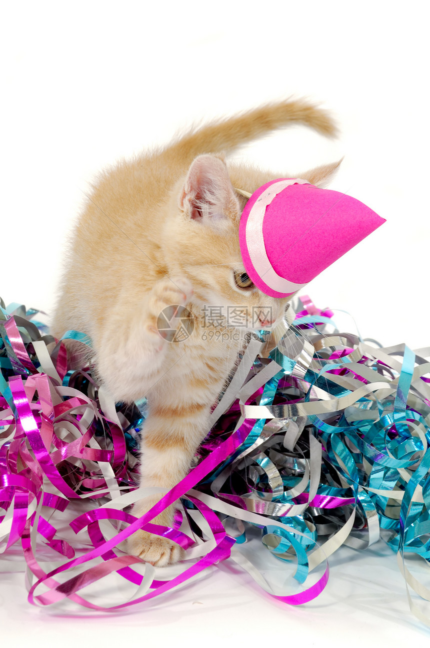 戴帽子的猫猫条纹橙子白色生日新年晶须红色猫科动物猫咪派对图片