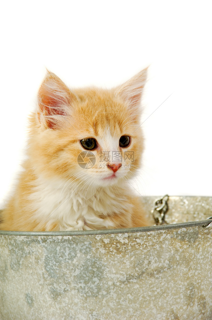猫在水桶里条纹姿势动物群乐趣猫咪宠物白色动物猫科橙子图片