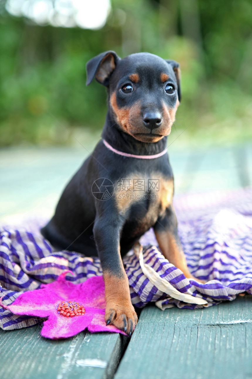 微型派舍小狗绿色爪子动物女性男性犬类宠物哺乳动物头发红色图片