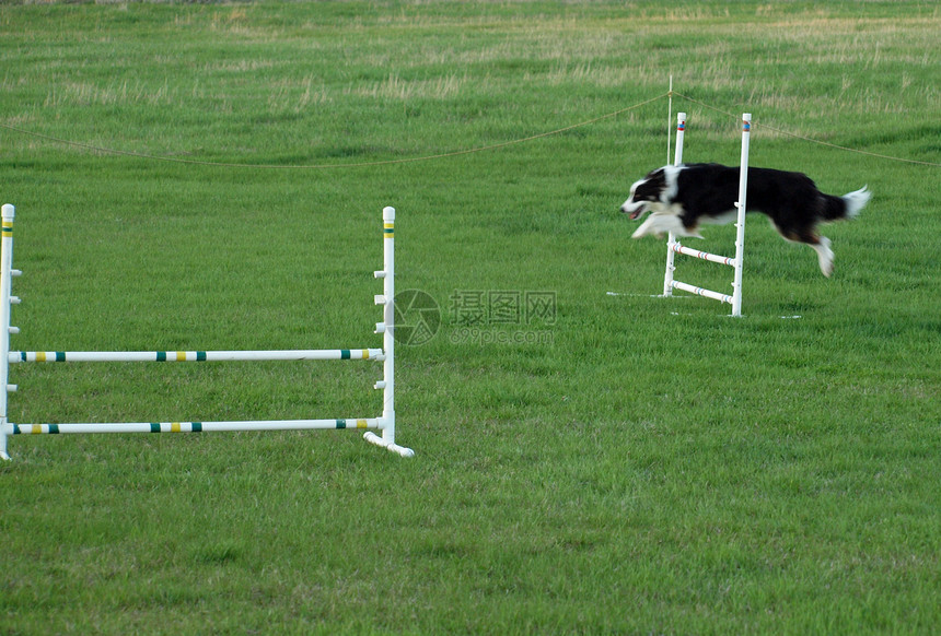 狗跳动训练草地乐趣动物展示活力跑步喜悦公园猎犬图片