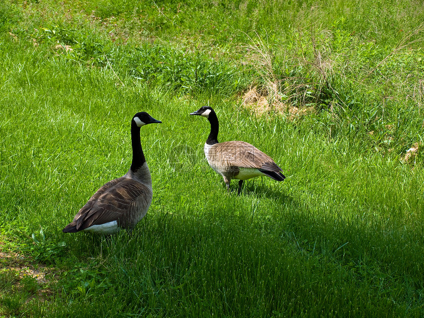 两块加拿大宝石棕色公园支撑黑色野生动物池塘脖子绿色白色蓝色图片
