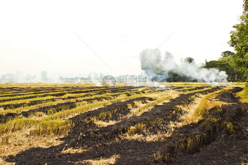 火烧着稻草 收成后留下的稻草土壤种子食物金子环境土地植物群农场森林植物图片