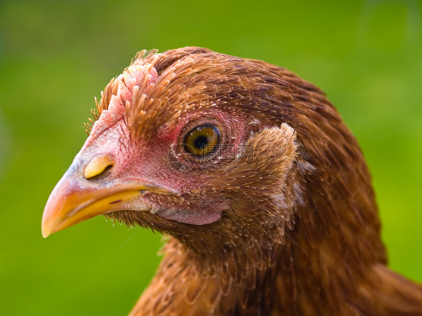 鸡片国家饲料草地家禽牧场农场生产农家院梳子母鸡图片