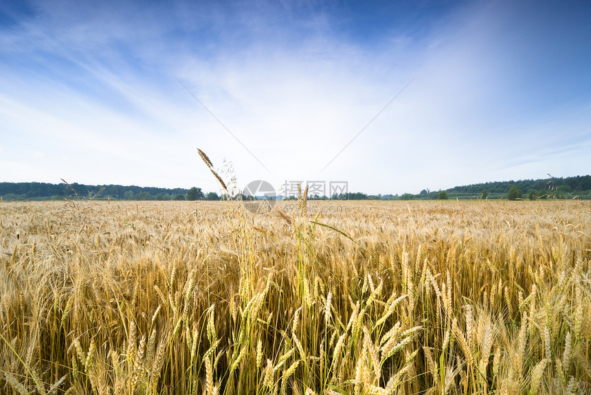 小麦田种子植物阳光小麦季节地平线农田收成农业农村图片