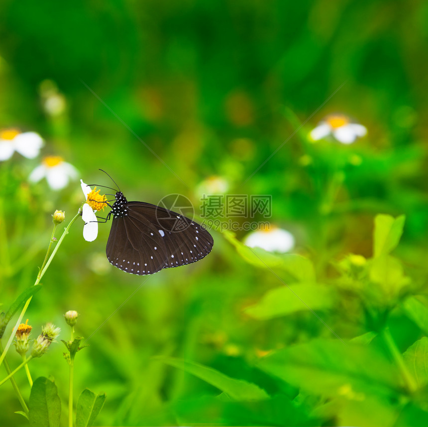 黑蝴蝶在花上工作图片