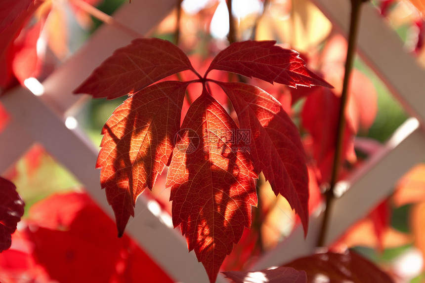 五分法协会红色阳光叶子凉棚植物水平季节爬行者藤蔓植物学图片
