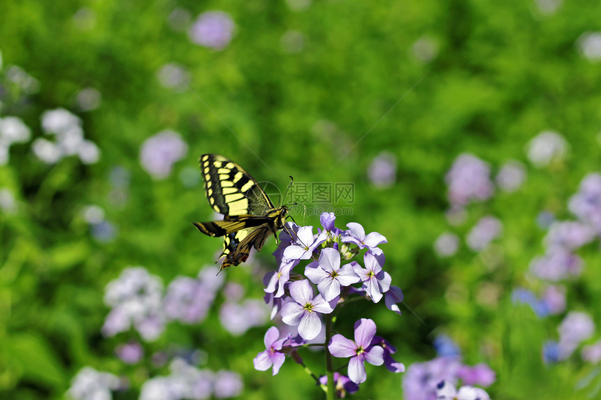 黄蝴蝶在夏季山丘草原上飞翔紫色飞行植物草地季节绿色森林昆虫蝴蝶动物图片