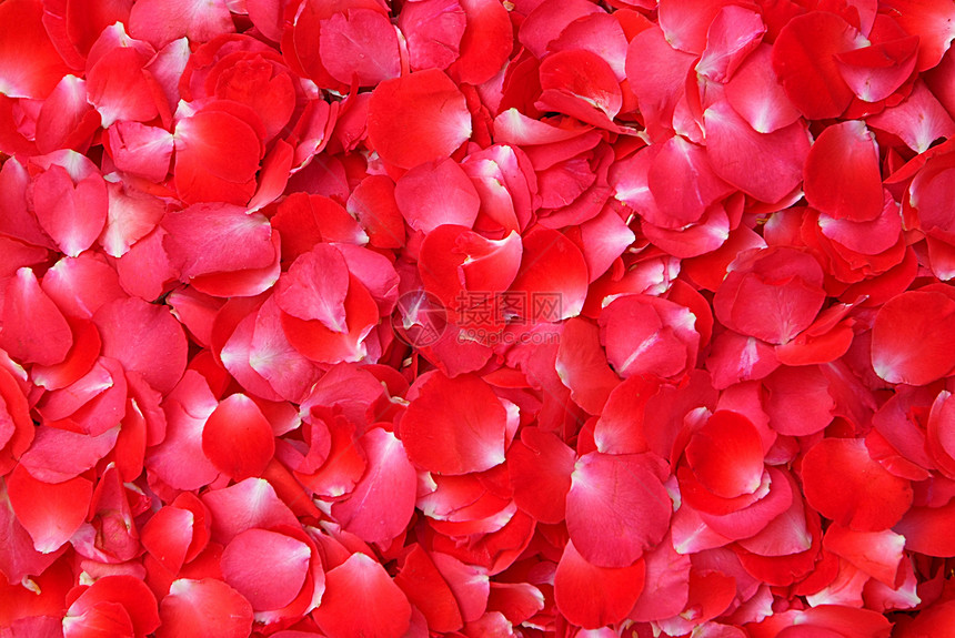 红玫瑰花瓣园艺生日植物群混合物丝绸一体化念日庆典植物香味图片