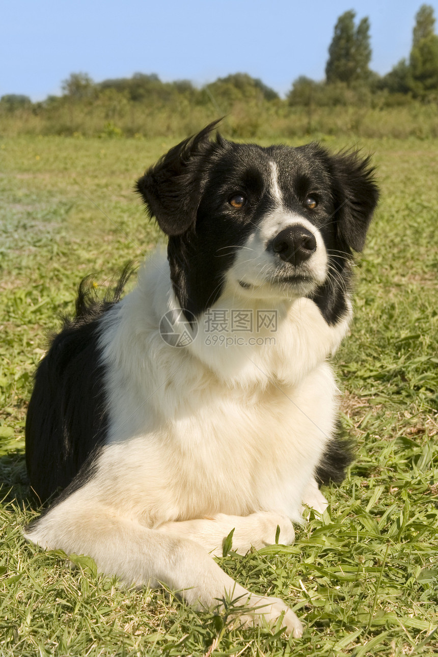 边边框collie宠物场地白色动物天空黑色牧羊犬边界犬类图片