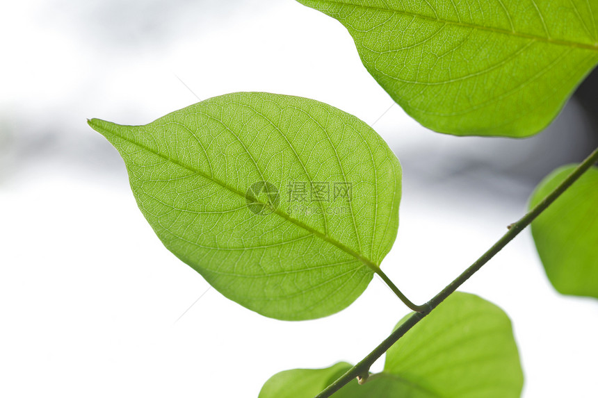 绿叶阴影太阳公园宏观植物群森林枝条晴天叶子植物学图片