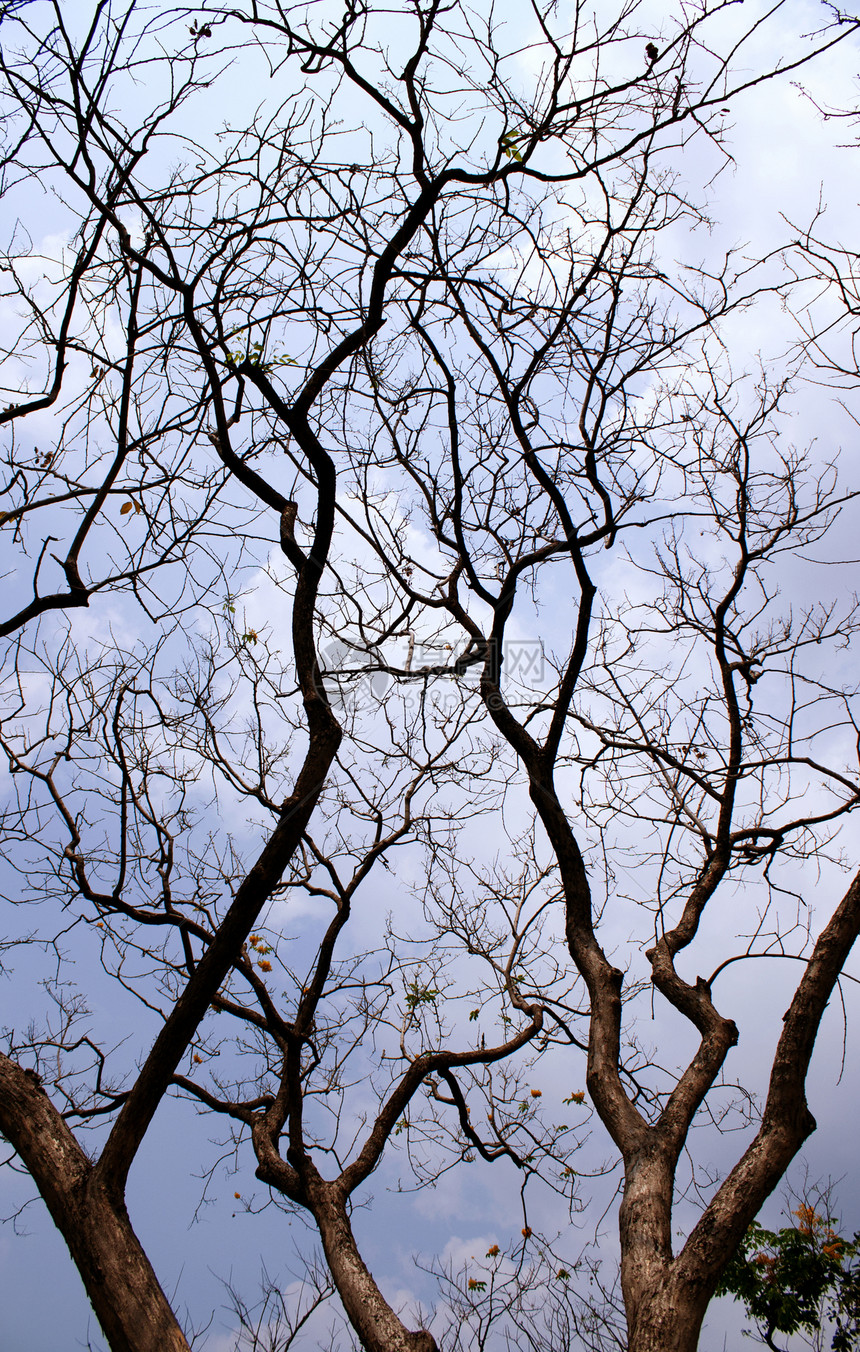 树枝和蓝天空植物天堂季节树木蓝色天空公园树干森林太阳图片