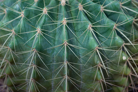 谨防Cactus 特写异国疼痛植物学碎片热带沙漠生长生活植物花园背景