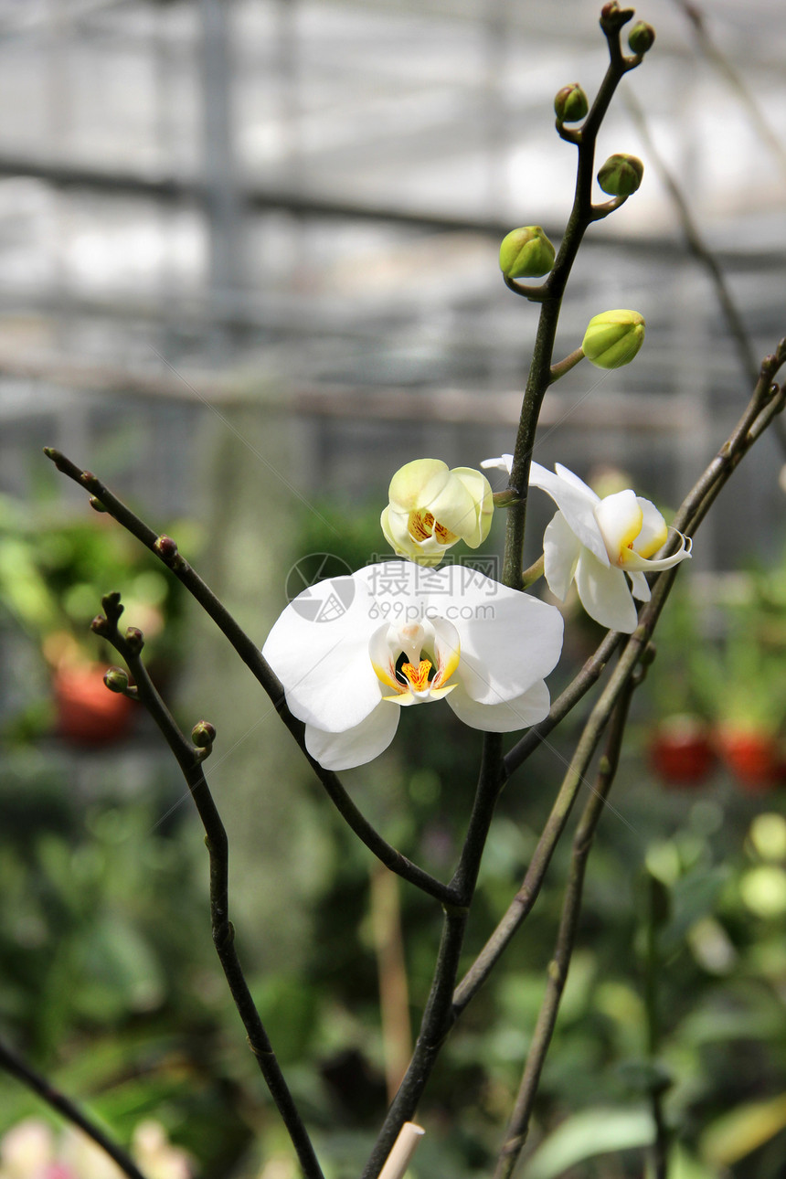 白花兰花阳光花盆店铺荒野爱好晴天市场森林生长植物图片