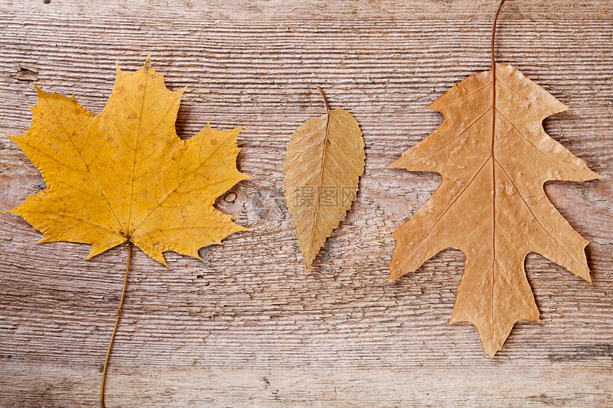 秋季假期空白边缘植物树叶叶子框架季节橡木木头图片