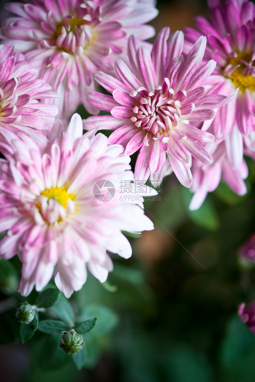 粉红色的花朵季节花束植物花园花瓣叶子场地紫色公园荒野图片