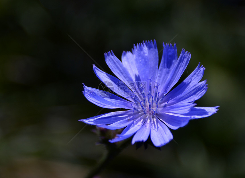 圆环植物菊苣叶子蓝色场地生长花瓣生活发芽植物群图片