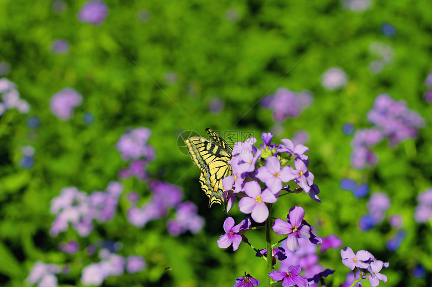 黄蝴蝶在夏季山丘草原上飞翔草地绿色飞行植物季节紫色动物昆虫蝴蝶荒野图片
