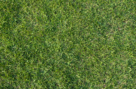 绿野运动娱乐植物土地足球课程热带草地场景游戏背景图片