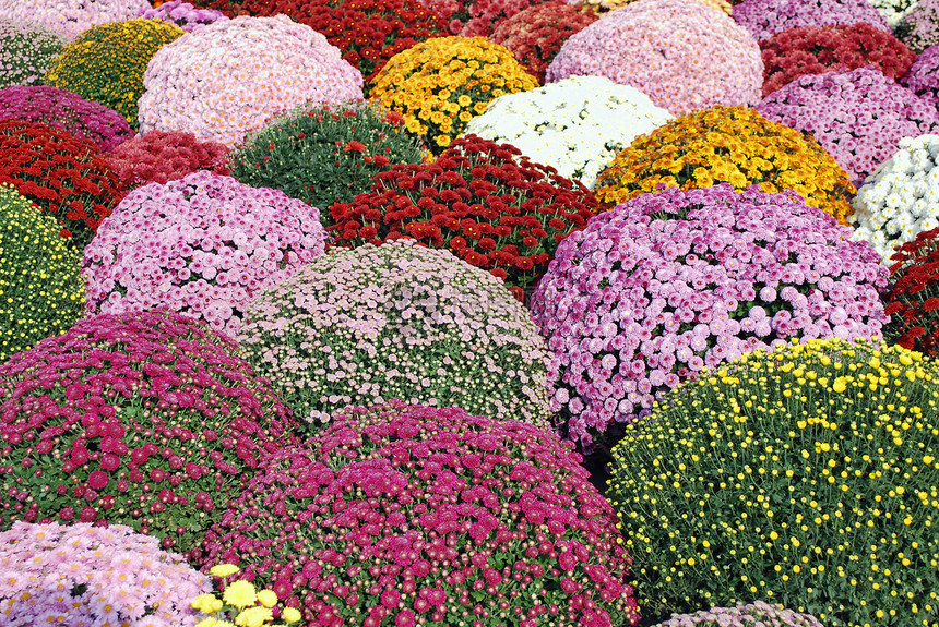 花朵多彩的菊花花园图片