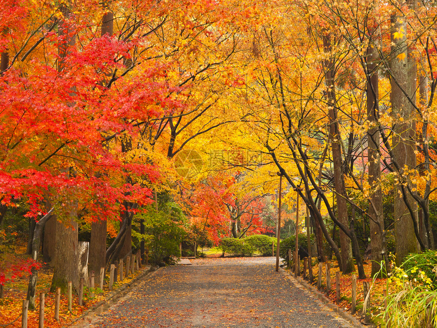 秋季途径森林墙纸寺庙季节叶子公园阳光美丽树木车削图片