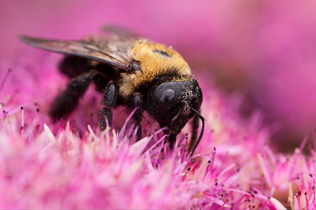 蜜粉种子漏洞花粉粉色宏观蜜蜂背景图片