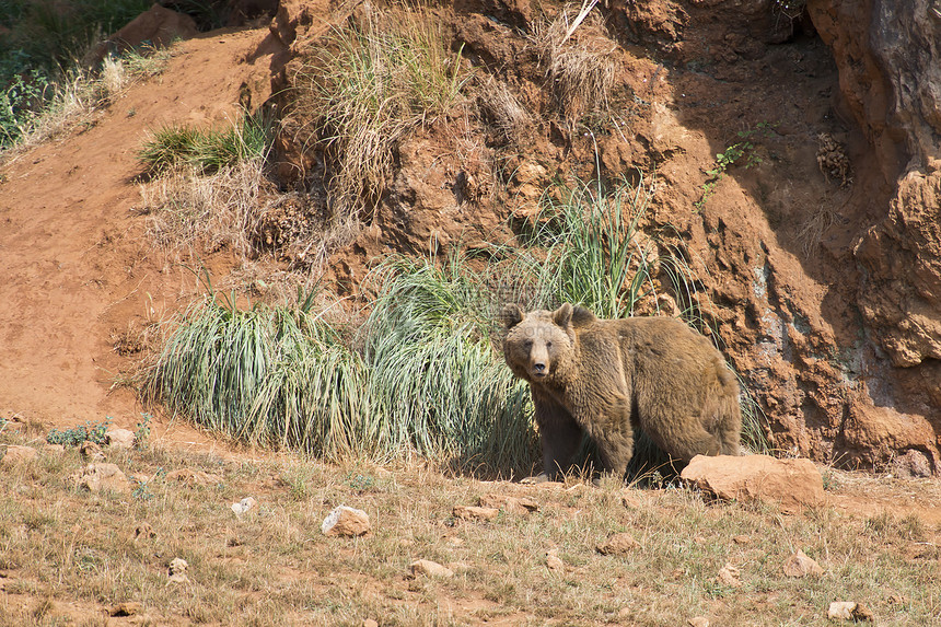 大棕熊野生动物动物学自由猎人植物性森林草地哺乳动物爪子动物园图片