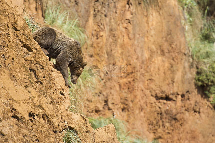 大棕熊爬上悬崖动物自由动物学濒危场地动物园头发植物性哺乳动物爪子图片