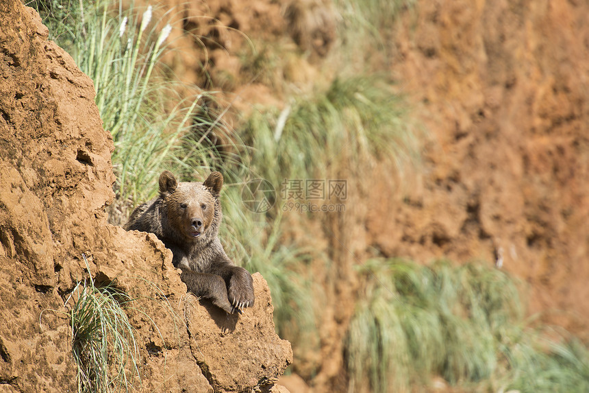 大棕熊在悬崖顶上休息场地荒野野生动物毛皮自由草地生活公园动物动物学图片