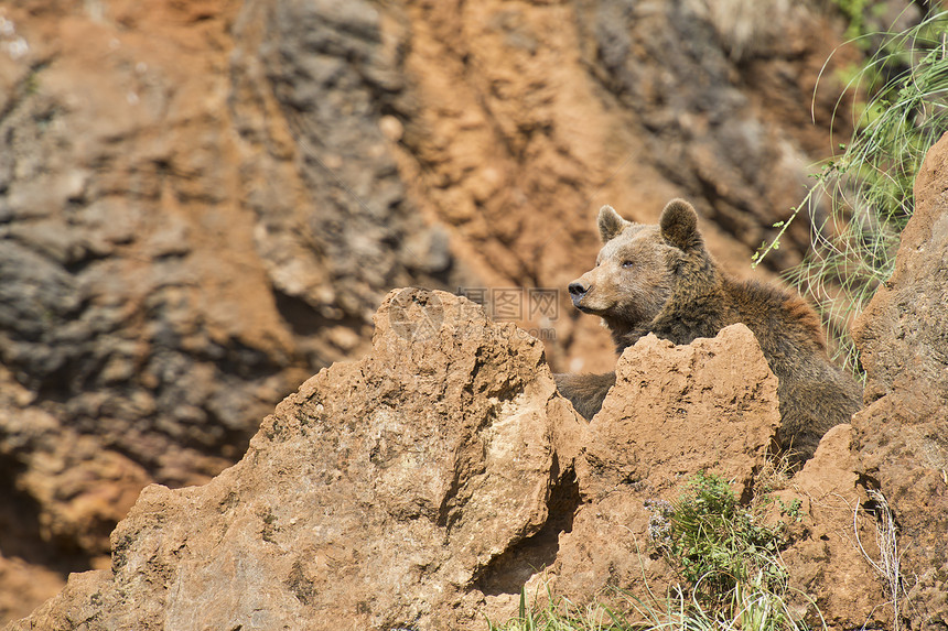 大棕熊在悬崖顶上休息毛皮头发自由野生动物动物生活植物性草地动物学动物园图片