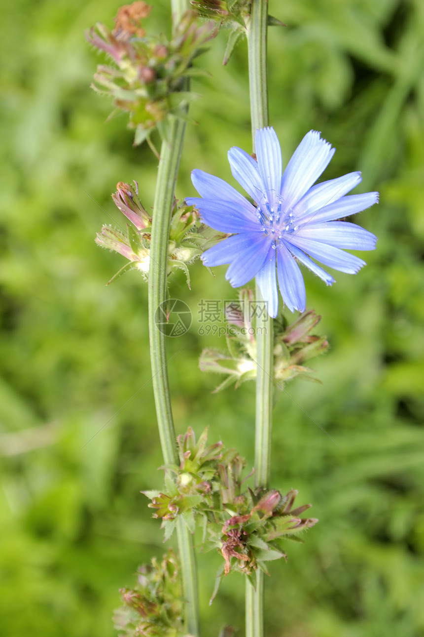 菊苣花植物荒野场地草本植物自然植物群草地优美绿色植物学图片