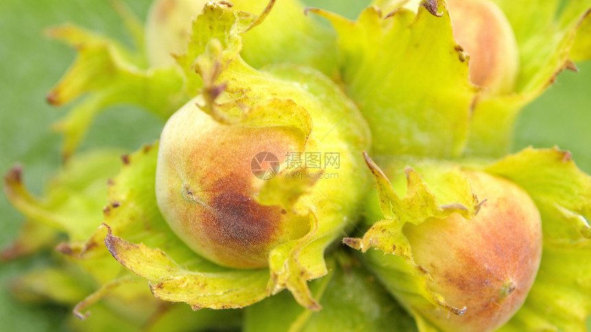栗子宏观榛子棕色食物绿色季节水果图片