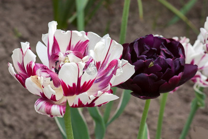 2 个郁金香花朵照片花园图片