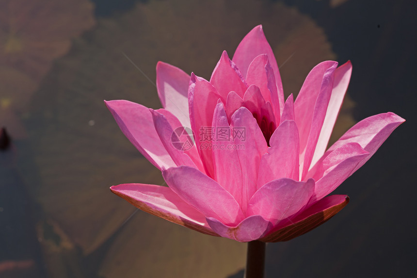 粉红水百合卡片季节荒野池塘反射荷花环境异国花瓣情调图片