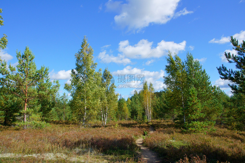绿林农村场地天空森林环境课程生长蓝色叶子绿色图片