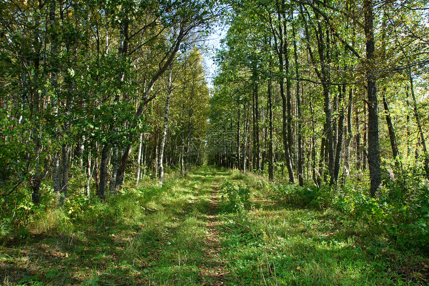 森林路径乡村叶子多叶绿色农村生长场地国家课程环境图片
