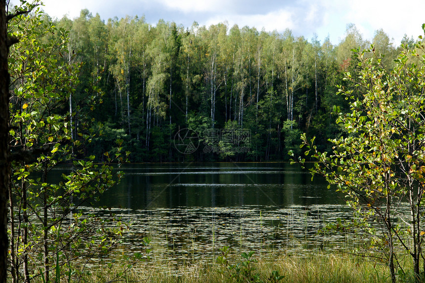 绿色森林的反射蓝色天空生长叶子农村多叶国家环境场地池塘图片