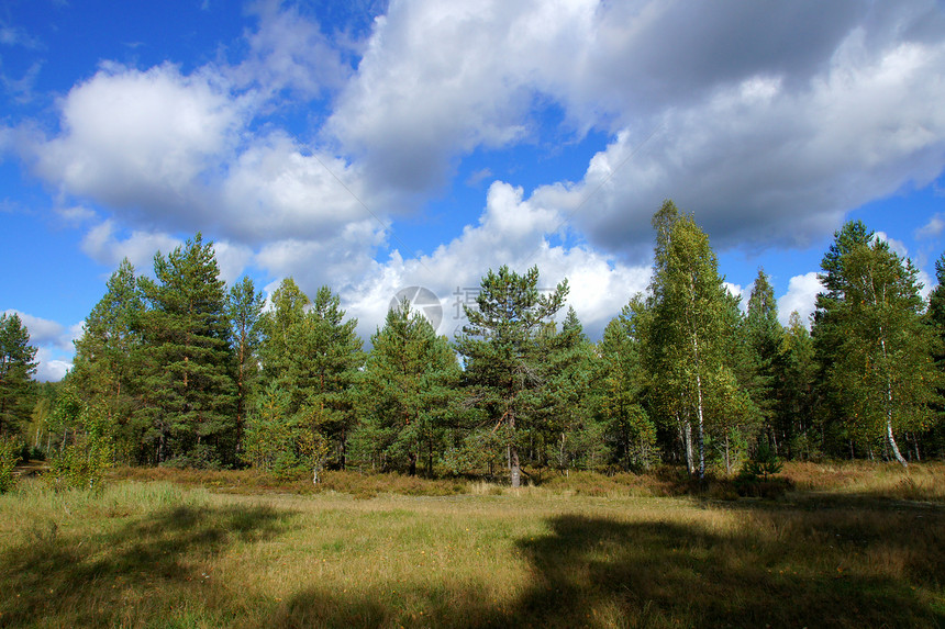 森林和天空课程叶子绿色场地国家环境生长多叶蓝色农村图片
