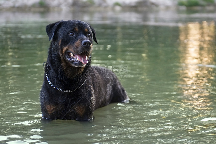 湿阳光宠物动物黑色鼻子运动纳犬游泳犬类图片