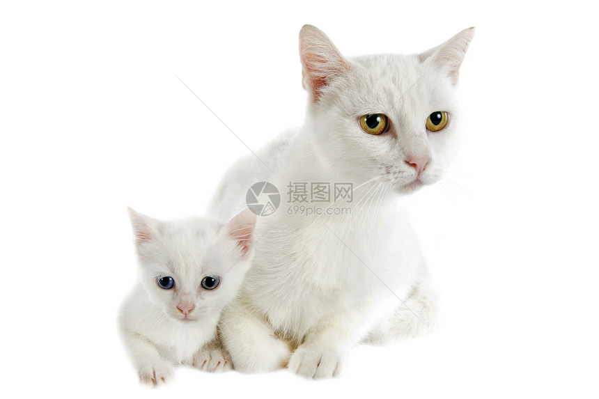 白小猫和母亲墙眼小猫眼睛动物宠物工作室女性警觉图片