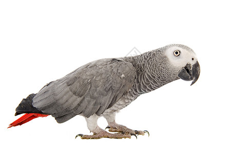 非洲灰色鹦鹉动物羽毛红色工作室背景图片