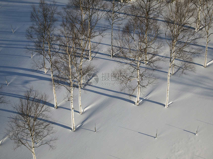 北海道的雪田和树木图片