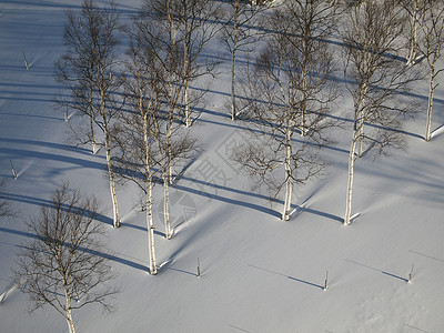 北海道的雪田和树木高清图片