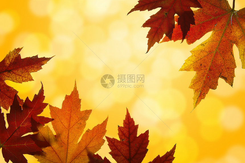 秋叶树叶混合瀑布颜色图片
