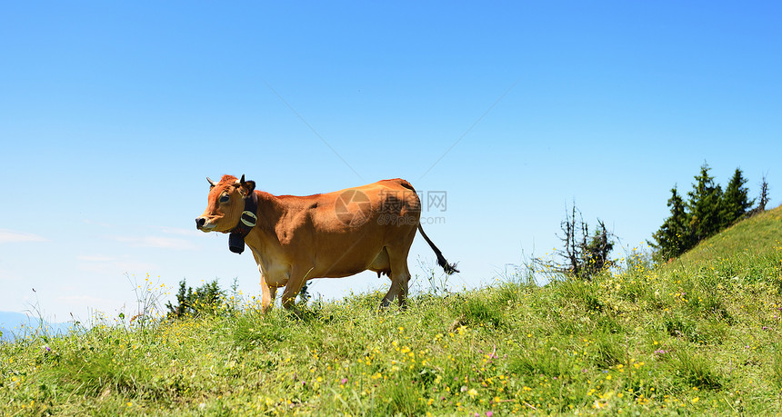 夏季的阿尔卑斯山牛草本植物场地稻草农田草地奶牛牧场天空农场哺乳动物图片