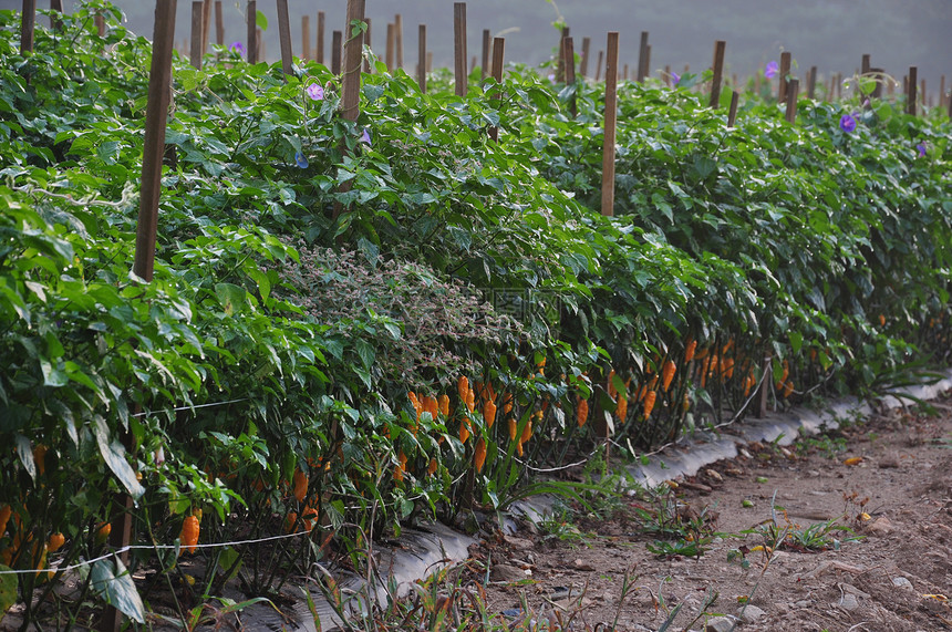 热辣椒农场收成生长胡椒园艺水果植物花园蔬菜营养辣椒图片