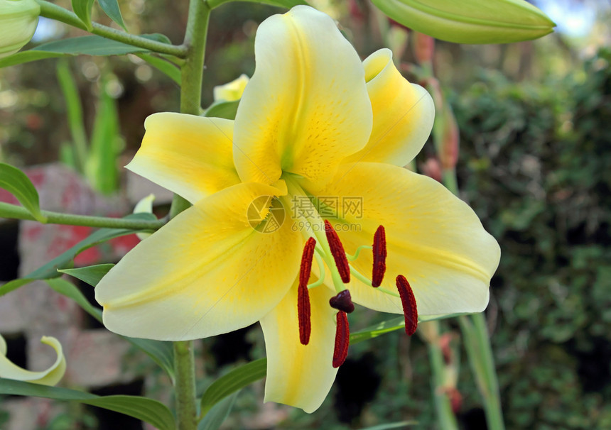 黄莉莉花园花瓣白色草本植物雄蕊细丝叶子植物黄色绿色图片