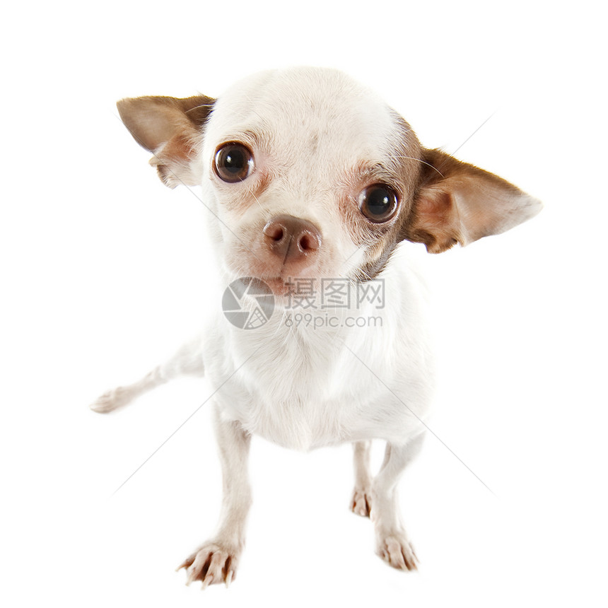 小狗吉娃娃工作室犬类动物白色宠物伴侣棕色图片