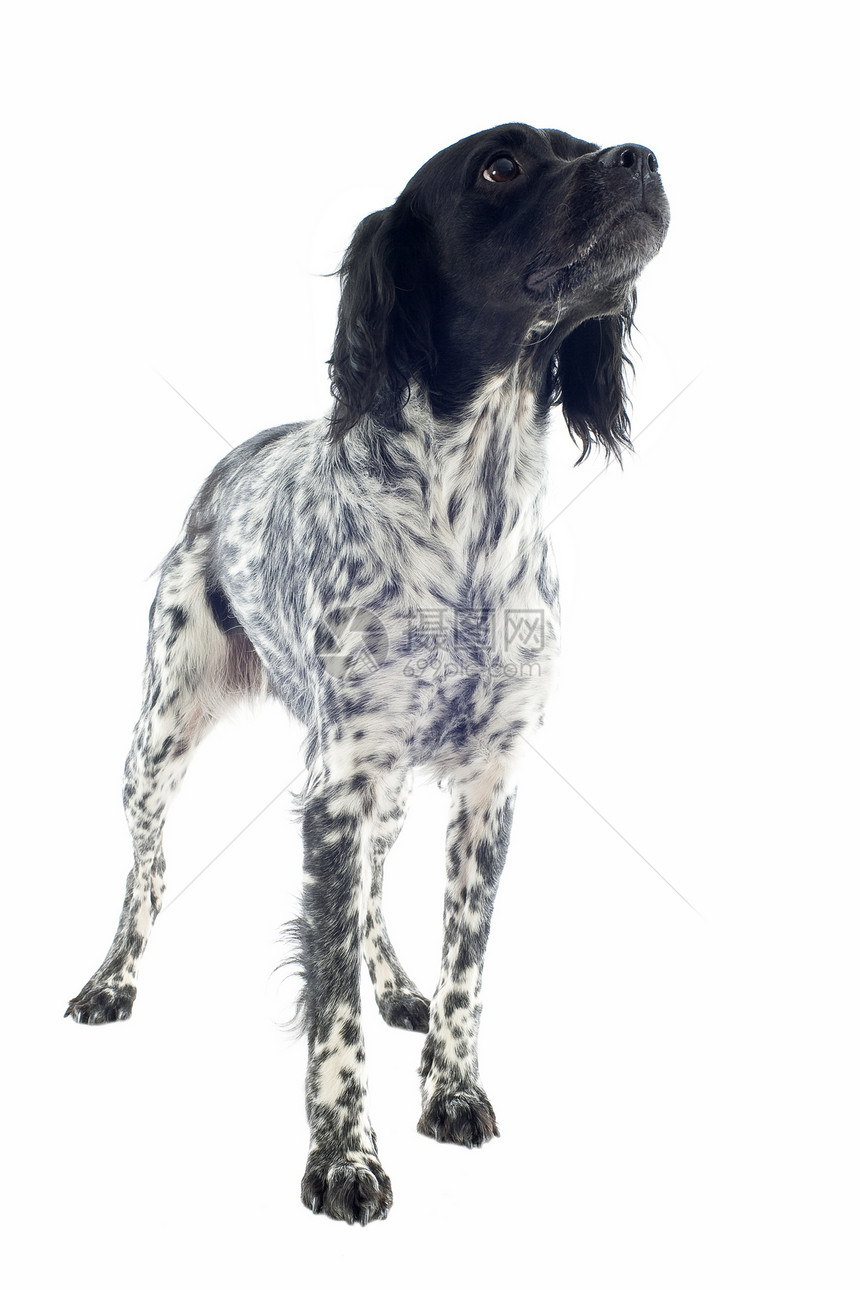 布里塔尼意大利语Name猎犬宠物猎狗动物黑色工作室犬类图片